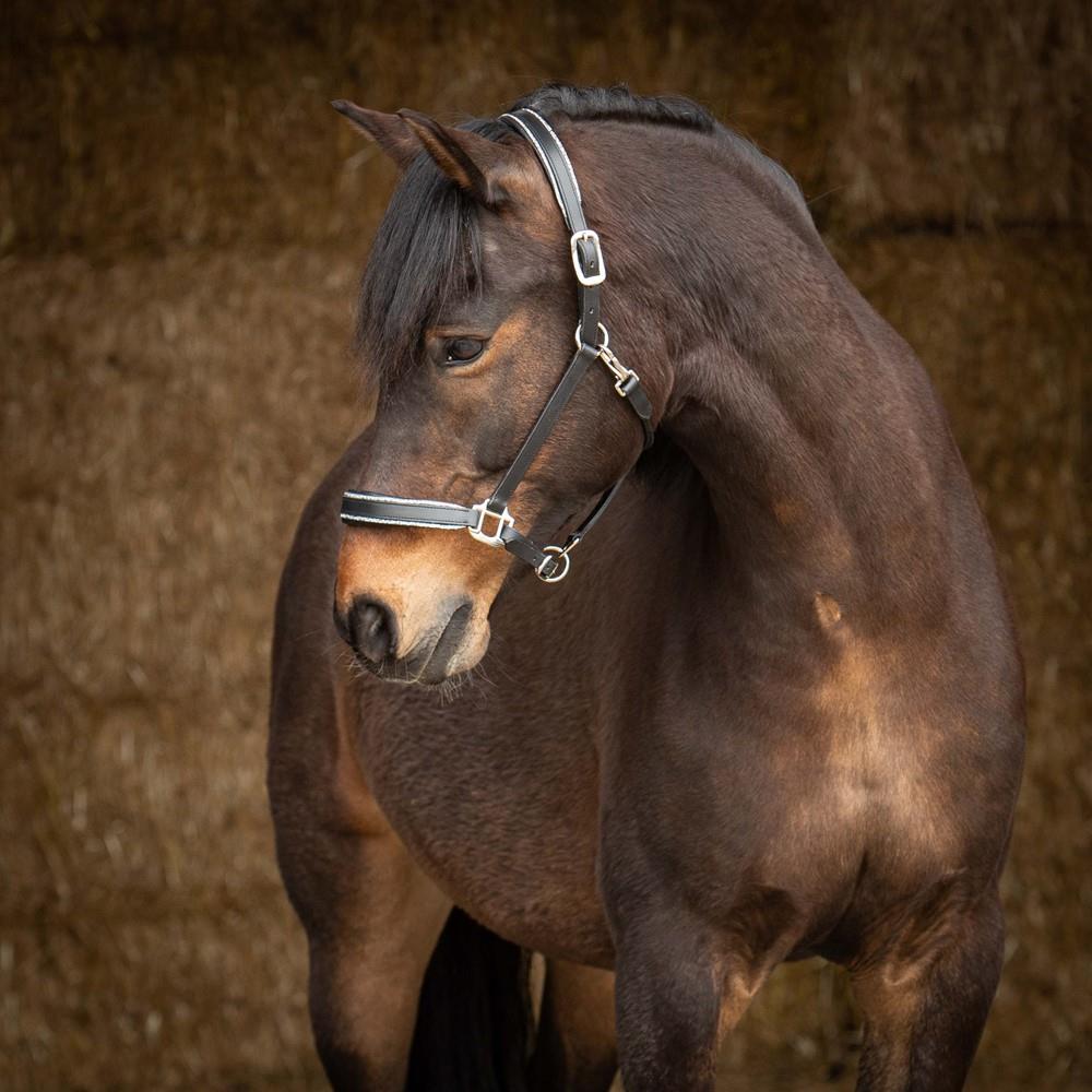 Harry's Horse Halster Leder Sparkle zwart